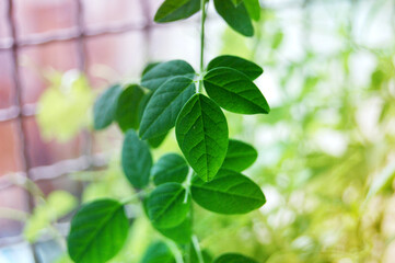 fresh basil leaves