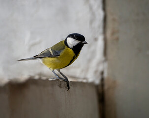 Great tit sits on the curb against the backdrop of a light wall. Close-up. Natural background with titmouse.