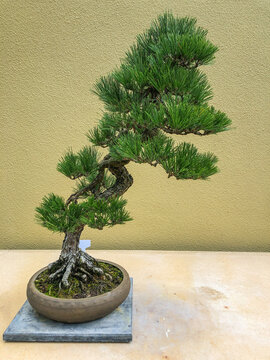 Japanese Black Pine