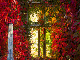 Old window covered in autumn leafs 