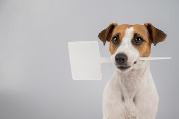 Jack Russell Terrier holds a sign in his mouth on a white background. The dog is holding a mock ad.