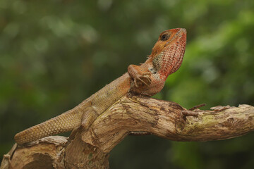 An oriental garden lizard is sunbathing. This reptile has the scientific name Calotes versicolor. 