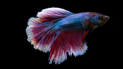 Fototapeta premium Half Moon Betta,Betta, Siamese fighting fish, beautiful fish from Thailand, black background with beautiful tail.