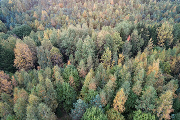Fototapeta na wymiar Colorful autumn forest tree background