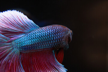 Half Moon Betta,Betta, Siamese fighting fish, beautiful fish from Thailand, black background with beautiful tail.