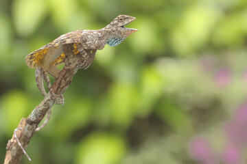 A flying dragon (Draco volans) is sunbathing before starting its daily activities. 