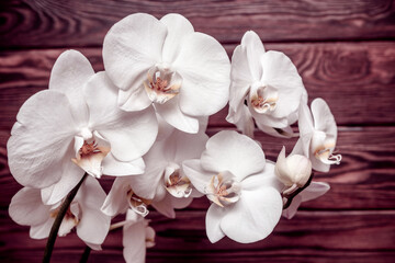 Fototapeta na wymiar A branch of white orchids on a brown wooden background 