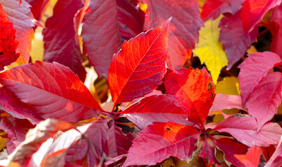 Obraz premium Red leaves on the hedge in autumn.