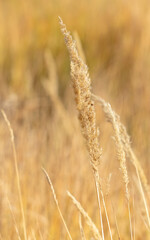 Yellow ears of grass in autumn.