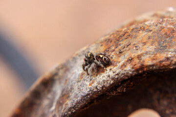 close up of a spider