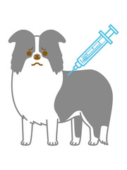 注射を打つボーダーコリー