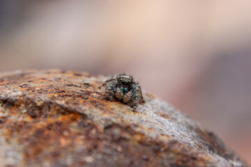 spider on a rock