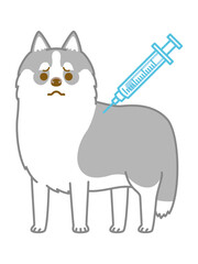 注射を打つシベリアンハスキー