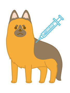 ジャーマンシェパード Images Browse 101 Stock Photos Vectors And Video Adobe Stock