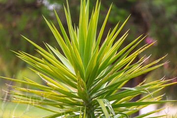 Green leaves of a tropical plant.