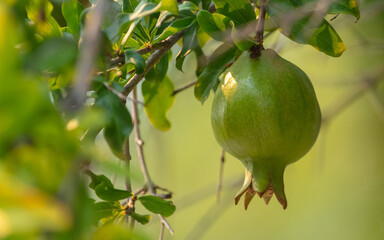 Pomegranate fruit on a tree branch .Nature