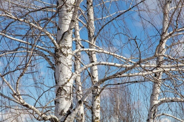 Obraz premium Bare branches on an aspen against a blue sky.