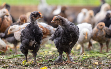 Portrait of a little chicken on the farm.