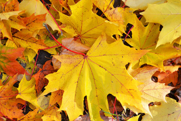 Bright yellow maple leaves on the ground in autumn