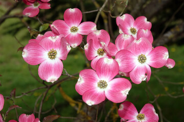Amerikanischer Blumen-Hartriegel