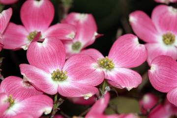 Fototapeta na wymiar Amerikanischer Blumen-Hartriegel