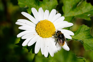 Obraz premium Oxeye Daisy with Hoverfly (Merodon equestris)