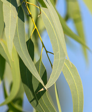 Eucalyptus tree leaves in nature.
