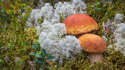 White mushroom in the forest,