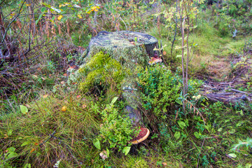 Stump with tree mushrooms in the forest