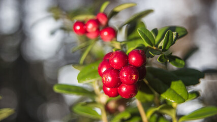 Lingonberries in summer in the forest