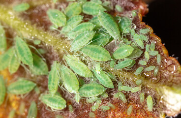 Obraz na płótnie Canvas Close-up of aphids on a tree leaf.