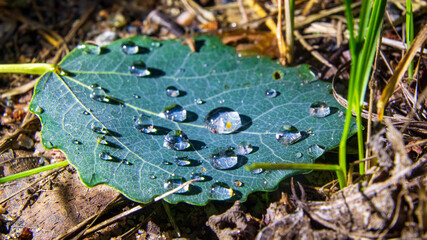 A leaf of a tree with dew drops in close-up