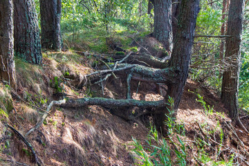 Tree roots over a cliff