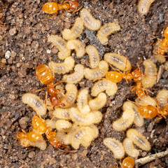 Ants with eggs on the ground.