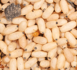 White ant eggs on the ground.