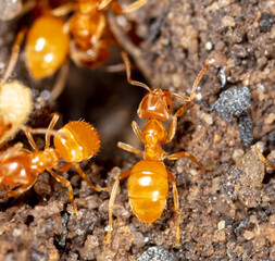 Yellow ants on the ground.