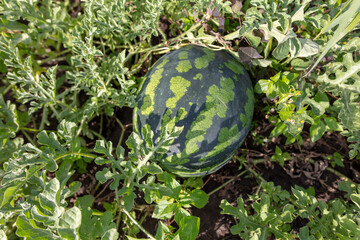 Ripe watermelon on the ground in the garden.