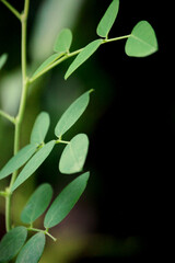 green leaves on a branch