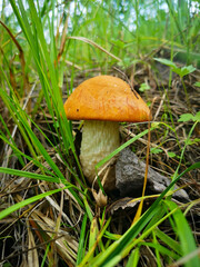 Edible mushroom in the forest.