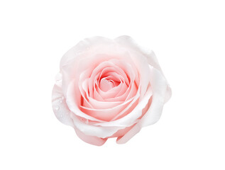 Single fresh rose light pink color with water dropds top view close up  isolated on white background , clipping path
