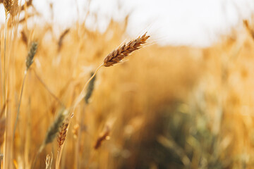Fototapeta premium stylish photo of wheat ears on a background of fields with the sky, selective focus, evening