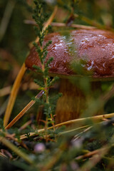 Closeup mushrooms at autumn time in the forest