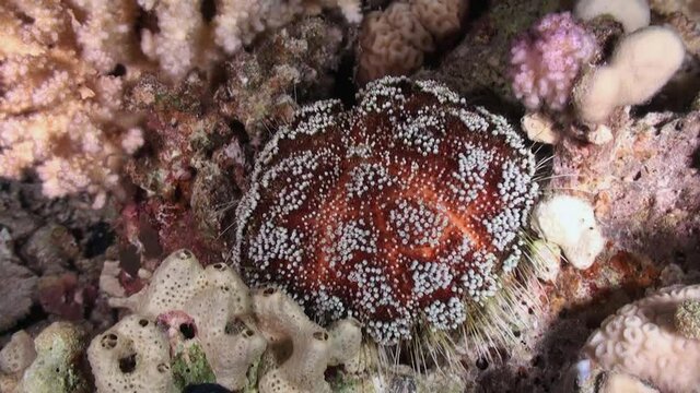 Sea urchin echinus underwater on background marine landscape in Red sea. Swimming in world of colorful beautiful wildlife of reefs and algae. Inhabitants in search of food. Abyssal diving.