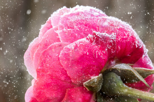 Frozen rose in the snow