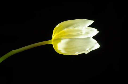 Light in the tulip on black background