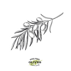 Detailed olive branch, hand drawn vector illustration.