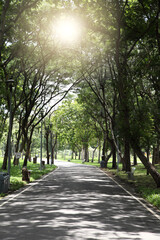 Pathway and trees for running or walking in the park