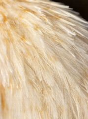 red and white bird feathers as background