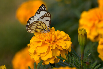 Butterfly on flower