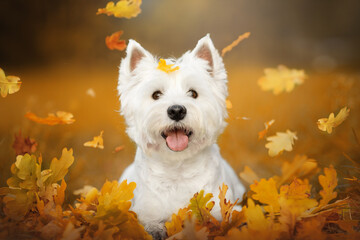  west highland white terrier dog play in gold autumn nature